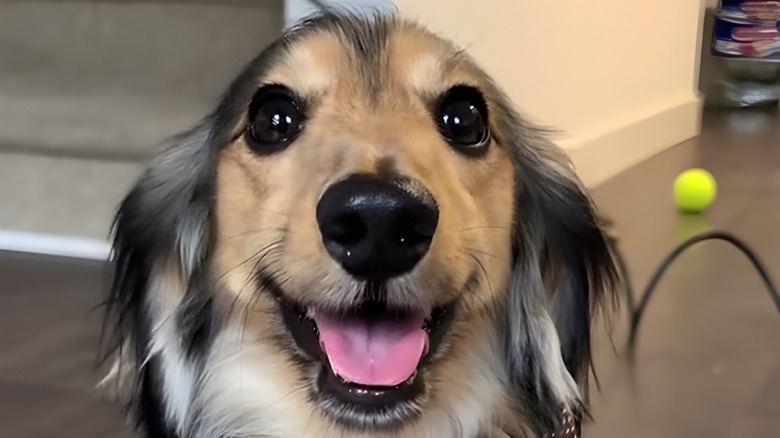 Close-up of happy-look dachshund