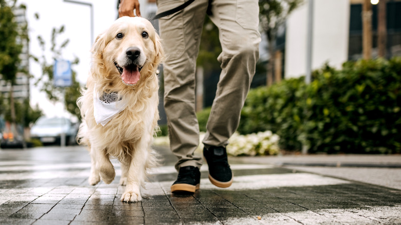 Morning walk in the city with a golden retriever.