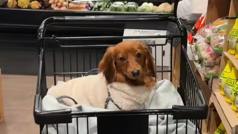 Dachshund in a coat on top of a blanket lays calmly in a cart at a grocery store.