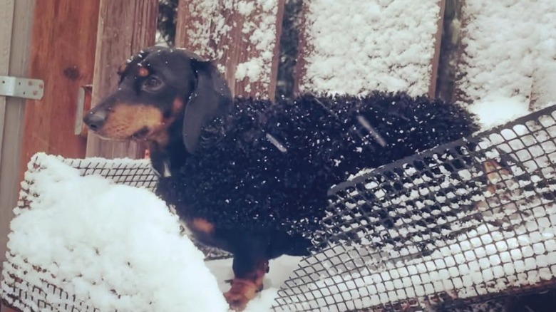 Miles the dachshund all bundled up on his fence perch in the snow