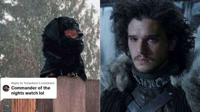Miles the dachshund is compared side by side to Jon Snow from a TV still
