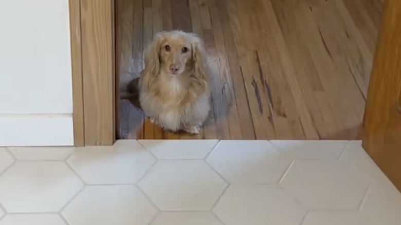 Dachshund stares down owner as unique form of begging.