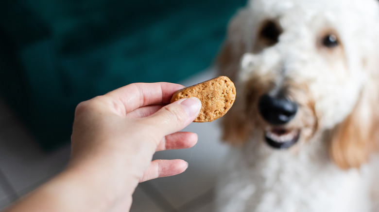 Dog gets a biscuit as a treat from owner.