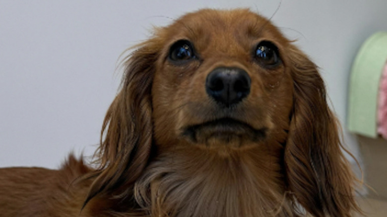 A dachshund named Lady from Instagram.