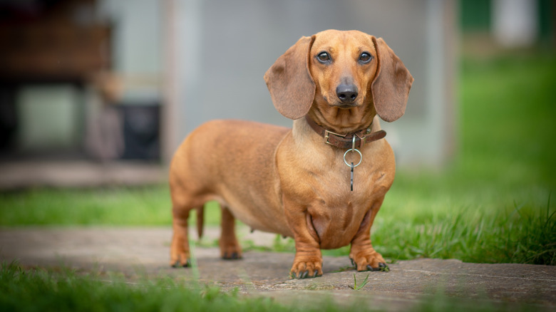A dachshund on the lookout outside.
