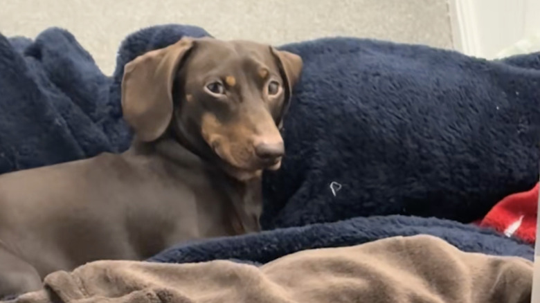 Dougie the dachshund from TikTok is upset in his doggy bed.