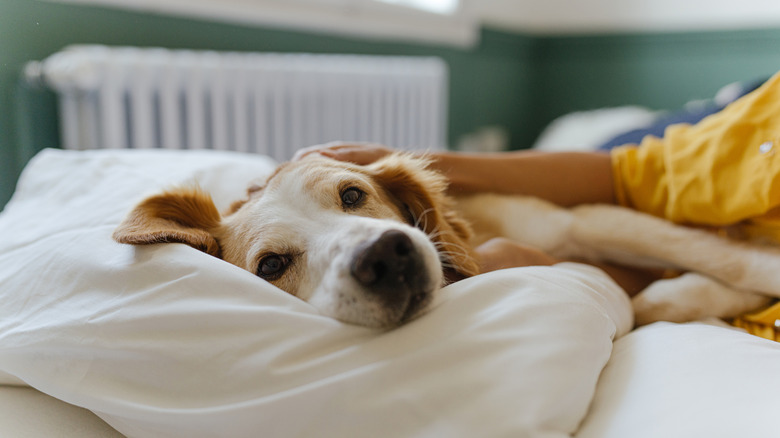 A dog sleeping in bed with its owner.
