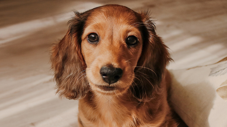 Dachshund dog looking at the camera.