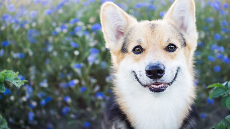 A smiling corgi in a field of flowers.