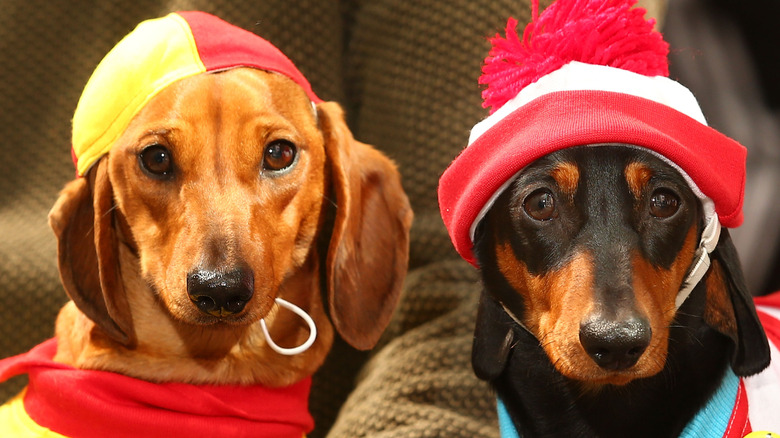 Two adorable dachshunds dressed up in costumes.