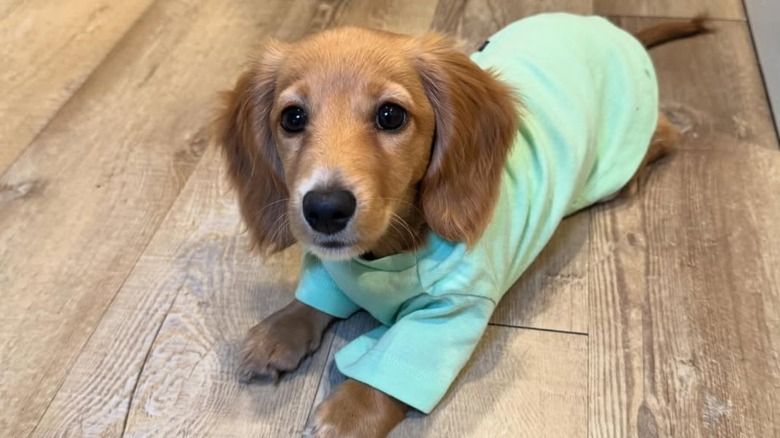 Dachshund Wearing The Cutest Ducky Pajamas Is Making The Internet Fall In Love