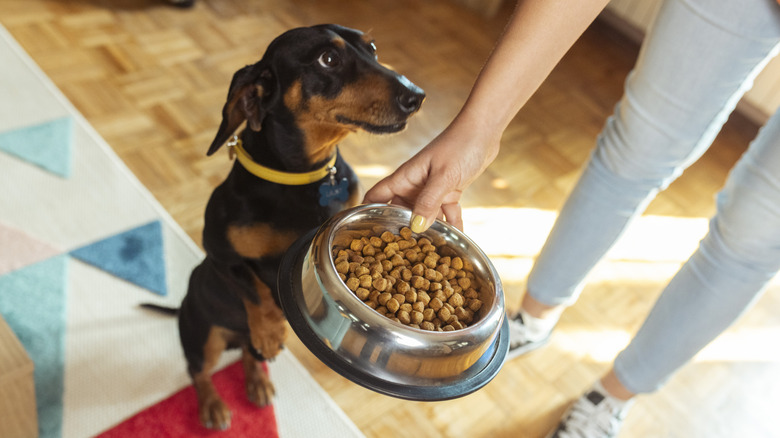 A dachshund being served a bowl of kibble
