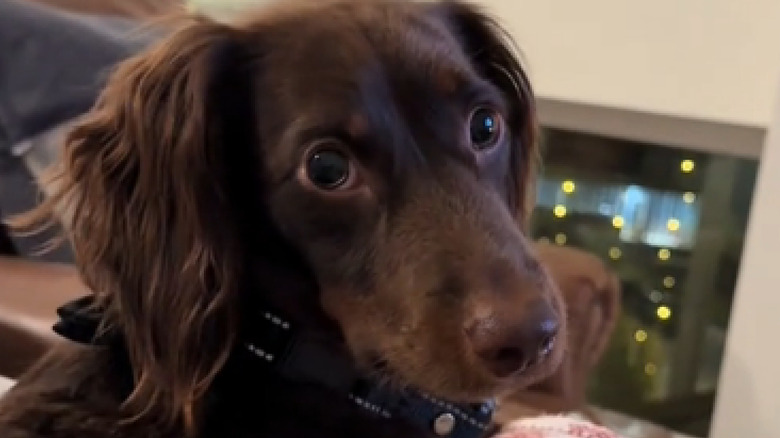 The dachshund star of the viral post-doggie daycare TikTok