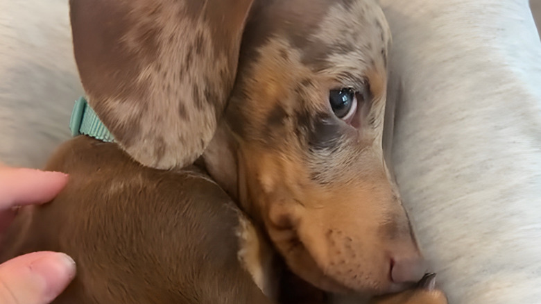 Dachshund looking shy