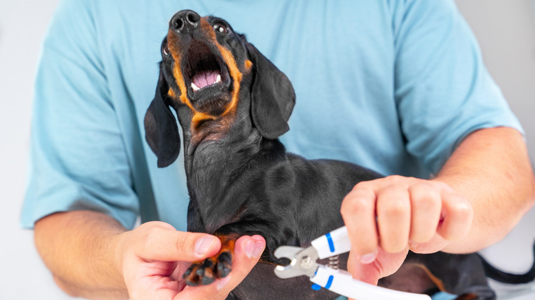 A dachshund protesting a nail trim