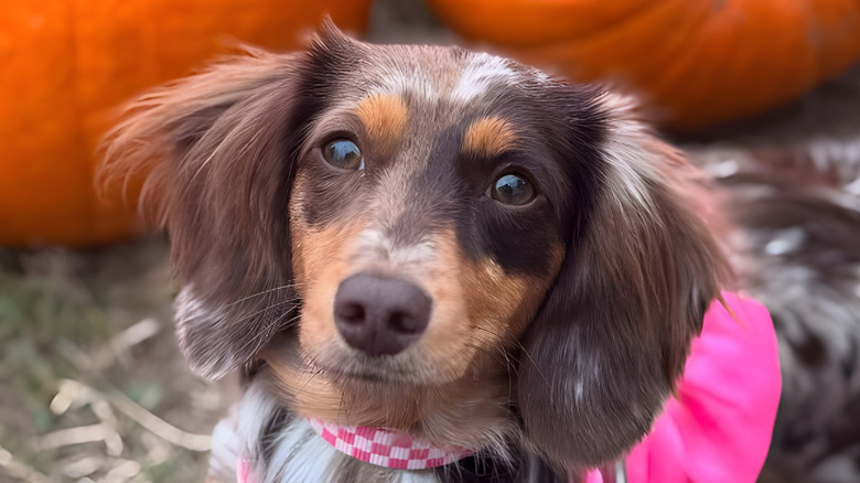 Close-up of a dachshund wearing a pink collar and staring intently at the camera