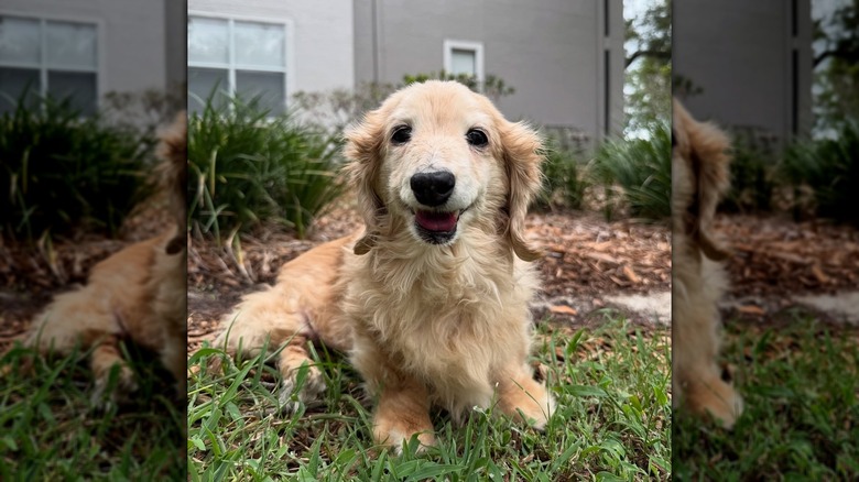 Happy mini dachshund with mouth open