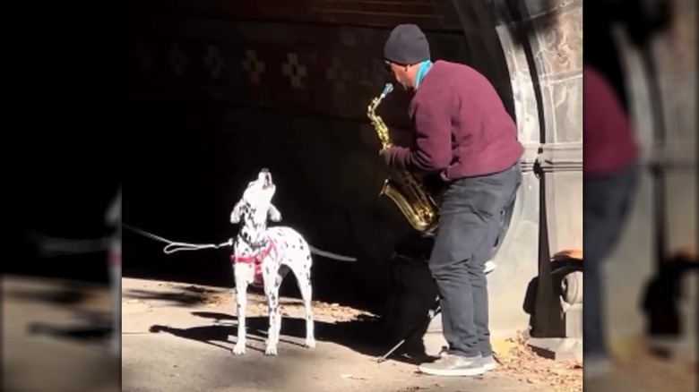 Dalmatian howling next to saxophonist in Central Park, New York City