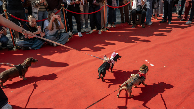 Two dachshunds in cowboy hats walk the red carpet while another dachshund and countless people look on