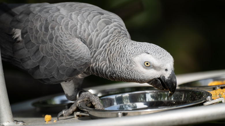 An African Grey parrot taking a sip of water from its bowl