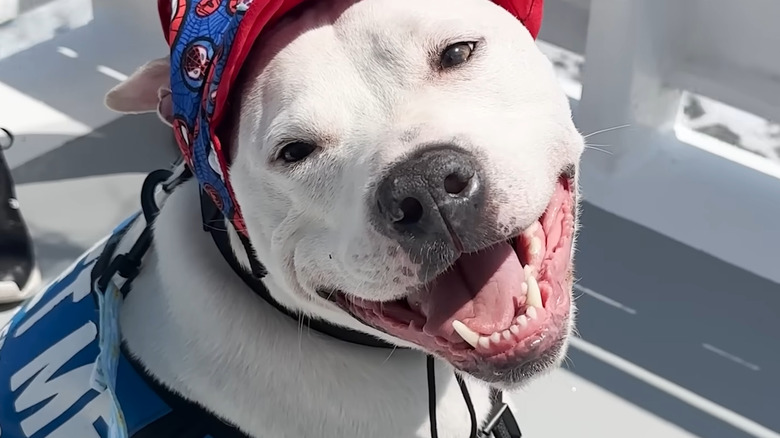 Close-up of happy pit bull