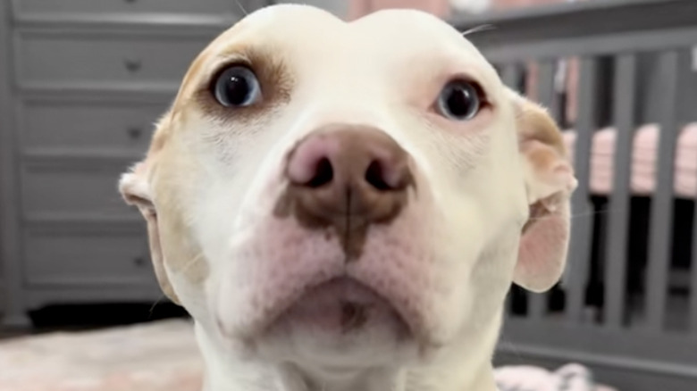 A deaf rescue dog named Milkshake at home on TikTok.