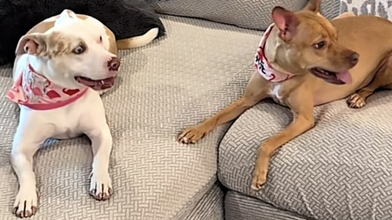 Deaf rescue dog Milkshake from TikTok reunites with daughter Sage.
