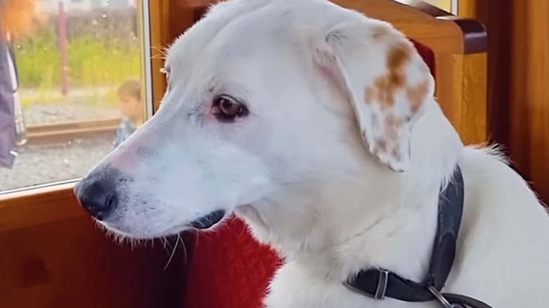 White dog looking away from camera