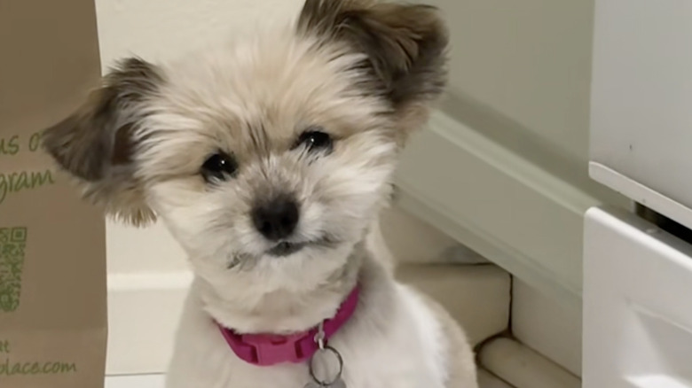 Chata the Deaf Dog on TikTok is always looking for attention.