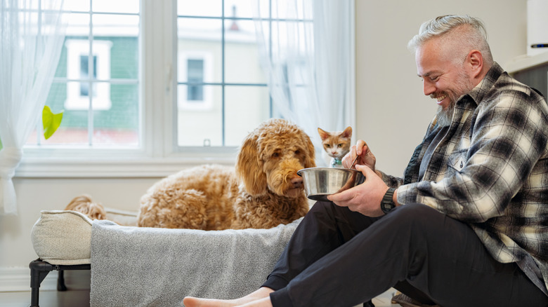 A man happily feeds a cat and a dog.