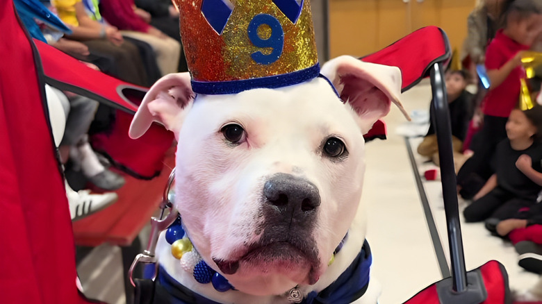 Dog wearing a crown stares at the camera