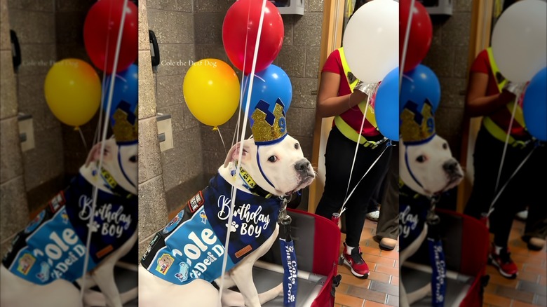Dog wearing a crown sits in a red wagon with colorful balloons tied to it