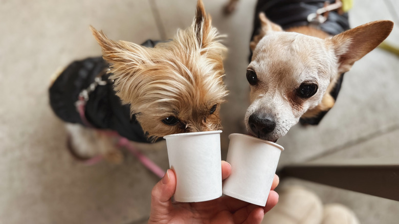 Two little dogs devouring pup cup treats.