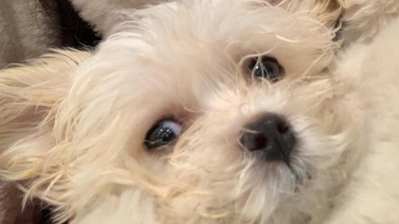 Tobias the Howling Dog likes to bark and howl at anything.