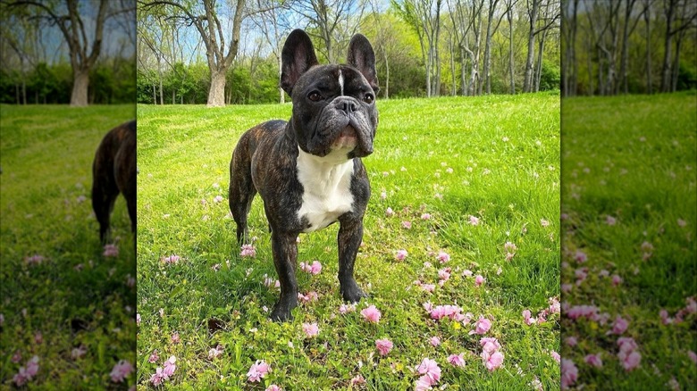 Dolly Parton's "god dog," a French bulldog named Billy the Kid, stands in grass filled with wildflowers