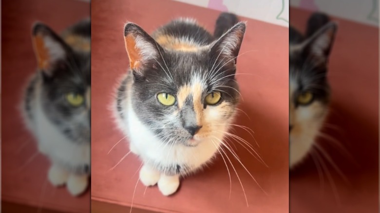 Dilute calico cat sitting