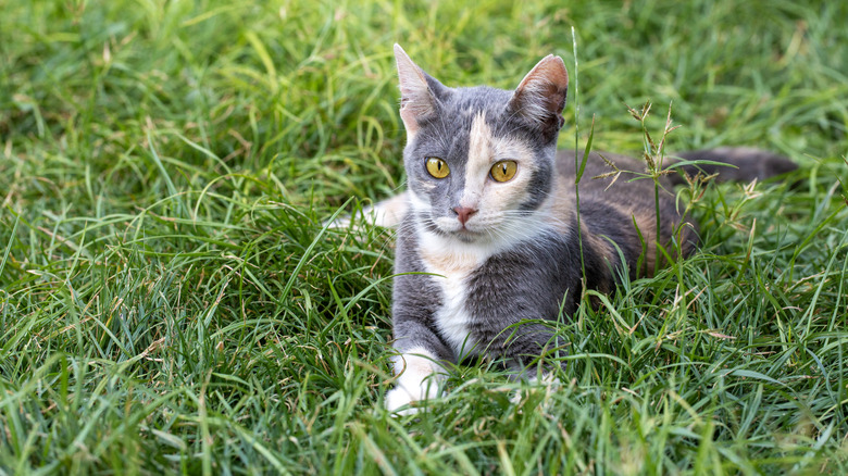 Dilute calico cat with gold eyes sits in grass