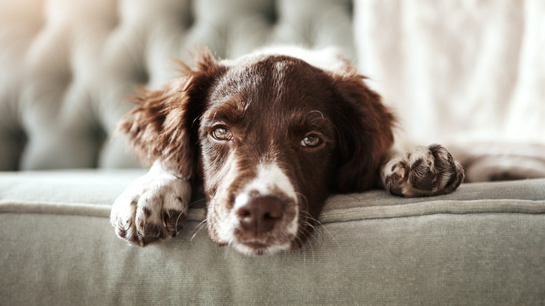 Shot of an adorable dog looking bored while lying on the couch at home.