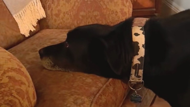 Black Australian shepherd-pit bull mix with cow-print collar rests its head on a peach-colored floral recliner.