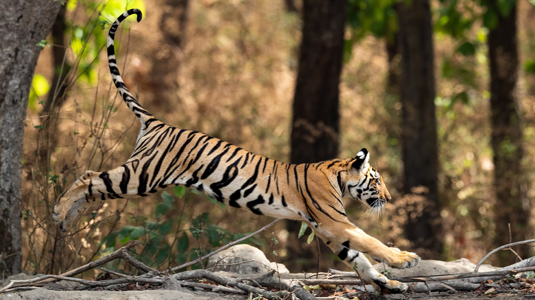 Tiger leaping on log