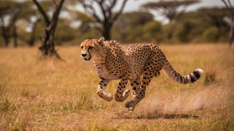 Cheetah running through a field