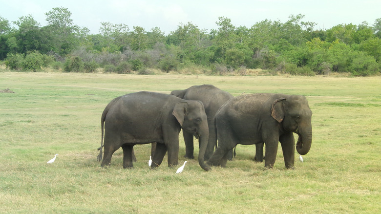 Three elephants grouped together