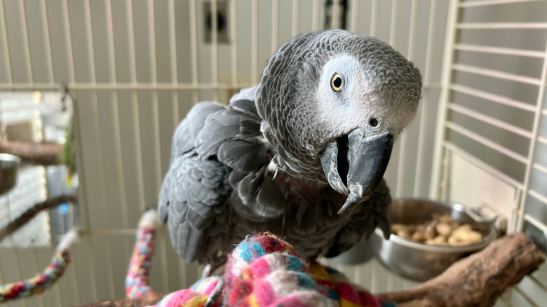 Close-up of an African grey parrot in its cage