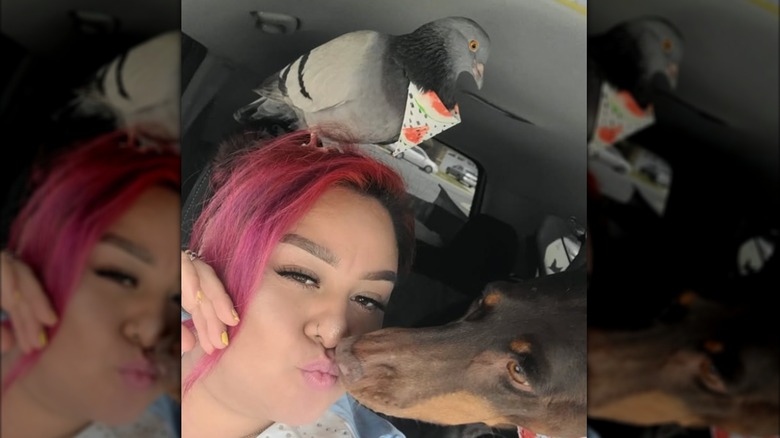 Woman with pigeon on her head sitting next to doberman in car