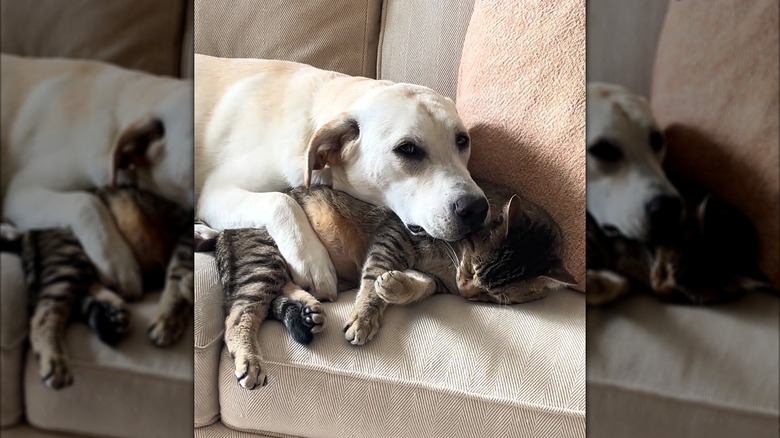 Dog cuddling on the couch with a tabby cat