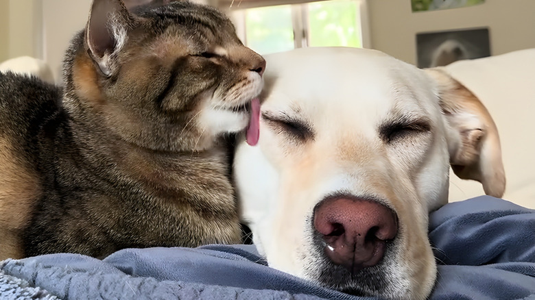Tabby cat grooming a dog's face