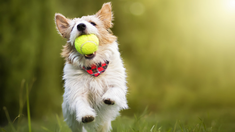 A dog catching a ball in its mouth outside.