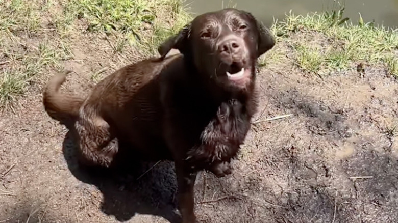 A dog named Matylda on Instagram like to play fetch in the water.