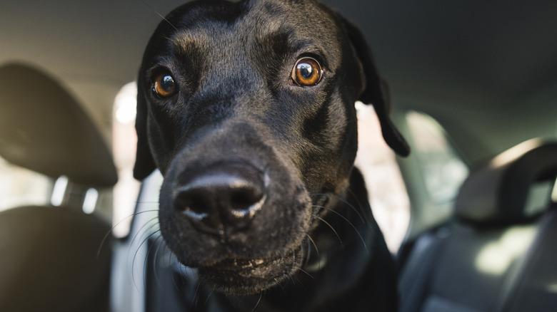 Black dog staring intently while sitting in the back seat of a car.