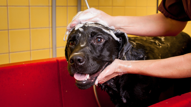 Black dog looking happy while being bathed.
